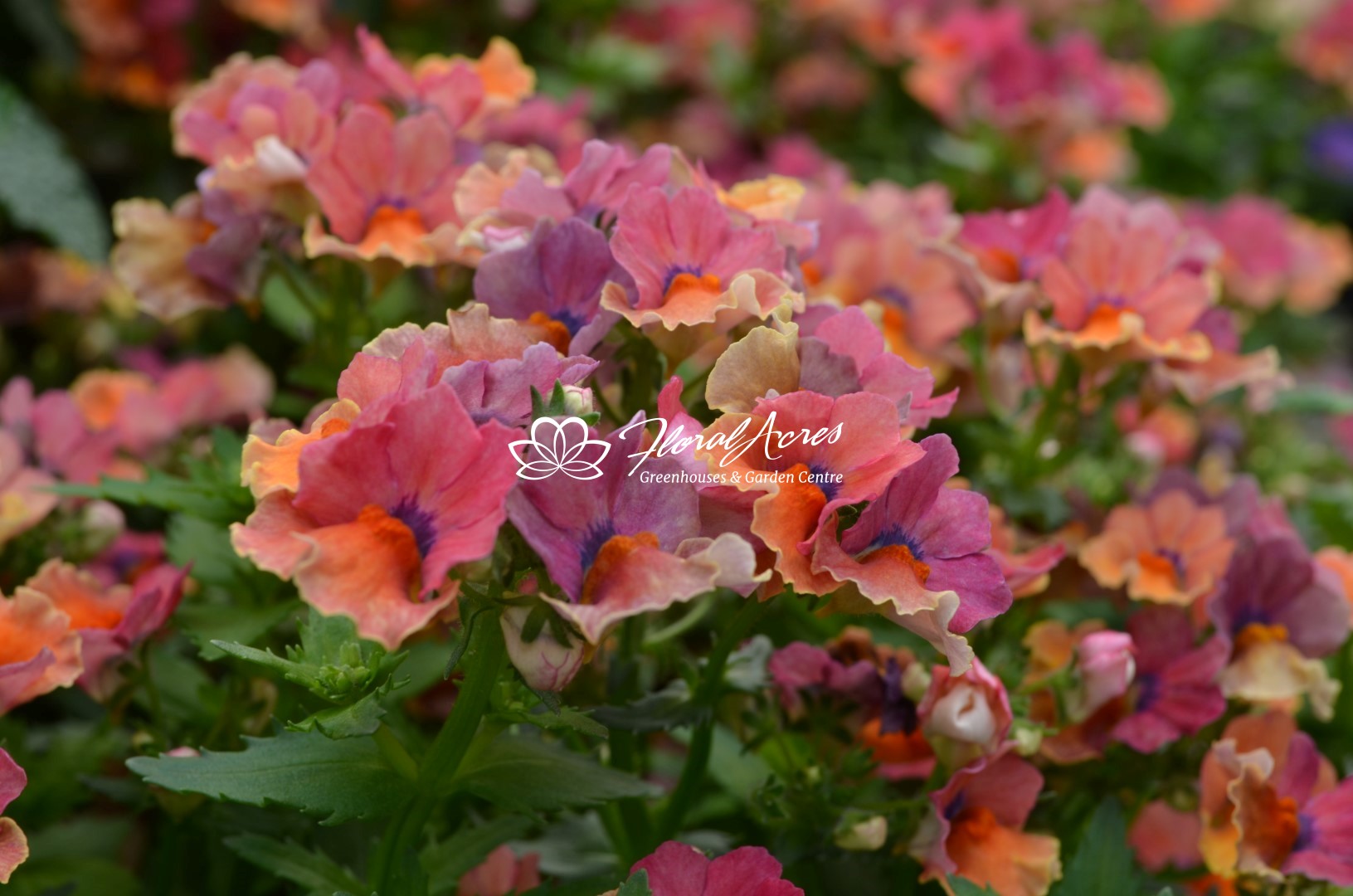 Nemesia Nesia Tropical | Floral Acres